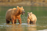 KATMAI NATIONAL PARK, ALASKA 